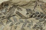 Pennsylvanian Fossil Fern (Pecopteris) Plate - West Virginia #232169-1